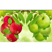 대진 보석십자수 40X80 50X40 사이즈 대형 금전운 보석 십자수, 09 부귀의 사과 40x50, 1세트