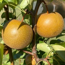 리서스원예 배나무 배나무묘목 돌배 나무 묘목 접목1년 특묘, 돌배나무