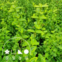 꽃빛농원 황금줄사철 3치포트 줄사철 묘목, 4치포트