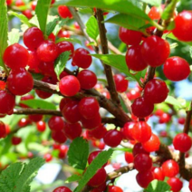 앵두나무묘목 3년생 결실주 열매열리는나무