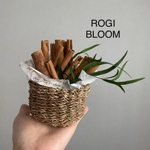 [로기블룸] 시나몬 아바카함 소품함 모기퇴치 천연방향제 집먼지진드기 diy