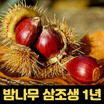 밤나무 삼조생 접목 1년 유실수, 1개