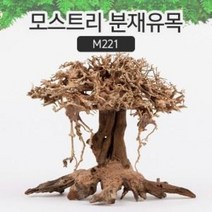 모스트리 분재유목M M221, 1개