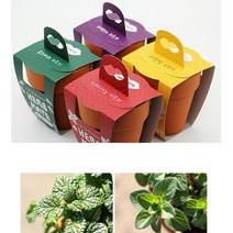 식물 허브 씨앗 심기 치료 안정 화분키트 새싹기르기, 로즈마리