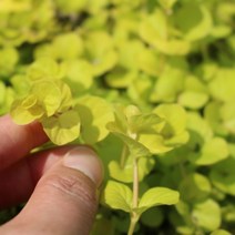 황금 리시마키아 [4포트] 골디락스 (복남이네야생화 지피식물 그린 내한성강 그라스 모종 Lysimachia Goldilocks 4ea)