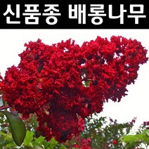 배롱나무(다이너마이트) 삽목2년(뿌리) 5개/나무 묘목/조경/관상수
