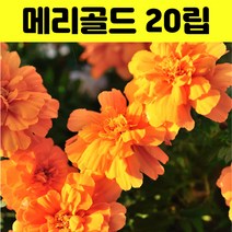 메리골드 씨앗 20립 메리골드꽃씨 금잔화 야생화 사계절 화단 꽃