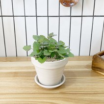 1+1 캣닢 캣닙 키친허브 화분 재배 세트 캣그라스 베란다 텃밭 허브 키우기, H22.캣닢, H07.레몬밤