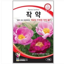 작약 10립 / 꽃씨 종자 다년생
