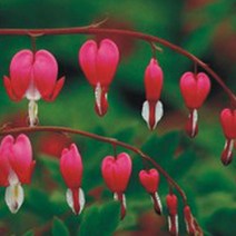 금낭화 한국 씨앗 야생화 꽃씨 종자 품종 정원 20립 _ 79797EA, 본상품선택