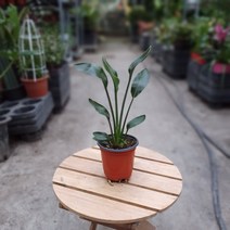 [공룡꽃식물원]꽃피는 극락조 레기니아 45, 1개