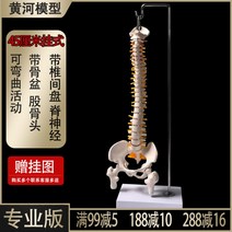 인체 척추 모형 1대1 성인 척추뼈 모형 경추 요추 인간의 뼈 모델 골격, 45cm E + 1개