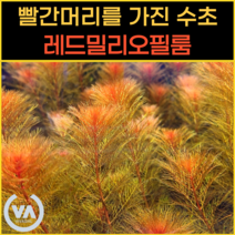 [비바소녀] 붉은모자를 쓴 레드밀리오필룸(35촉) 5000원 특가할인 / 구피 새우 은신처 초보수초 수초레이아웃 수초어항