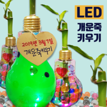 [디오피스][디오피스]LED 개운죽 키우기 식물키우기 식물심기 공기정화식물 DIY 식물 5인세트