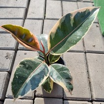 수채화고무나무 (소품) / 인테리어식물 / 공기정화식물