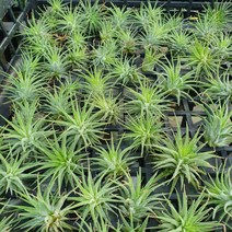 [나인에잇틴]이오난사 미니 극소품 07, 1개