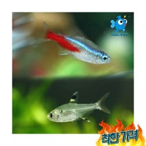 네온테트라리들 [합 20마리], 1개
