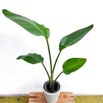 꽃나무팜 여인초 중품 이국적인느낌 거실화분 인테리어식물 개업축하선물 실내공기정화식물 토분별도