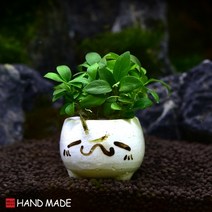 초보자도 키우기 쉬운 어항장식 포트수초 200종 모음, 118번) 표정토분 미니나나