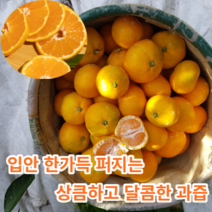 [고당도꿀감귤] 마미템 제주도 하우스 귤 가정용 2s M L 3kg 5kg 고당도 소과 로얄과 중과, 2.5kg 로얄과, 1개