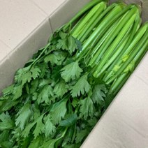 [산정] 싱싱한 국내산 샐러리, 5kg, 1개