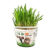 [라울몽실]힐링타임 고양이 귀리 재배 세트 헤어볼 배출 소화촉진, 옵션_귀리
