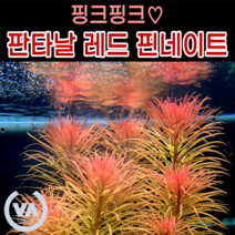 [비바소녀] 핑크핑크수초 판타날 레드 핀네이트(2촉/5촉) / 수초 레이아웃 초보수초 어항 잔디 새우 구피 미니어항 붉은수초, 5촉