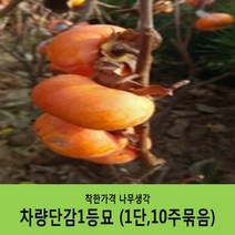 착한가격 나무생각 감나무묘목 묶음상품, 차량단감나무(1단10주묶음)