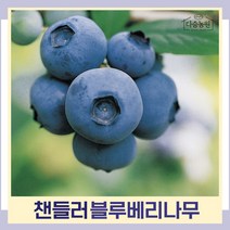 블루베리나무 묘목 챈들러(첸들러) 삽목2년생 포트묘 3개
