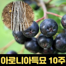 아로니아묘목 특묘 10주세트