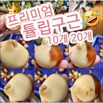 프리미엄 튤립구근 10개 20개/스페셜 구근은 겹꽃 및 크기와 색감이 훨씬 고급스러움