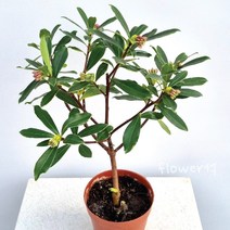플라워석 천리향 40cm 선물가능 인테리어 플랜테리어 키우기쉬운 반려식물 서향나무 향기 꽃 예쁜 식물 화분, 1. 천리향 단품