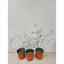 콩플라워 마오리코로키아 실버