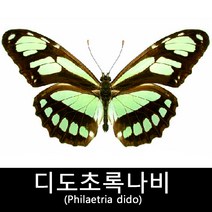 나비표본/디도초록나비표본/Philaetria dido 80 mm+-