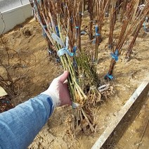 [새싹에서 나무까지] 복분자나무 슈퍼복분자 (흑진주) 삽목묘