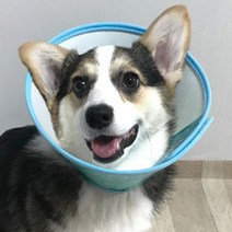 강아지목보호대 고양이목보호대 반려견목보호대 반려묘목보호대 강아지상처보호대 강아지 수술후 상처 목 보호대, 사이즈 4호