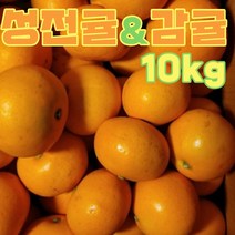성전귤 & 감귤 제주도 보석귤 토마토귤 제주감귤 감귤 10kg, 성전귤10kg