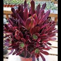 다육식물 오버사이즈 주전자 부티크 식사 가든픽, C01-벌거숭이 대지, T18-파스텔옐로우 까베르네 소비뇽 8-10