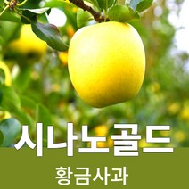 시나노 골드 경북사과 껍질째먹는 황금사과 산지직송 3kg 5kg, 시나노골드5kg (20~25과)