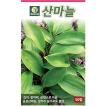 다농 산천 왕까마중 50립 - 씨 씨앗 까마중씨앗 까마중씨 강태 깜두라지 용규 나물씨앗 민속채소 채소씨 채소씨앗, 21_다농_산마늘(50립)