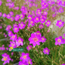초화화 [4포트] (복남이네 야생화 모종 키우기 앙증 succulent 핑크 퍼플 다육)