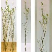 생화(절화)-곱슬버들 ( 약100cm ) 5줄기1묶음 -데코나무 장식나무 꽃꽃이재료 수반재료 수경식물 수경나무 버들 버들잎-2개이상주문시발송
