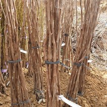 태추단감 묘목 1주 humak*3189EA, 본상품선택