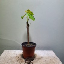 품종랜덤 포도나무 세일상품 29, 1개