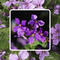 소래풀씨앗 50g 제갈초 보라유채 소래풀꽃씨앗 꽃씨, 1개