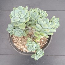 꽃다리 라울 13 다육식물 다육이 아이만배송, 1개