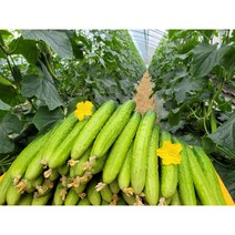 뽀빠이팜 산지직송 싱싱한백다다기오이 2kg 5kg 10kg, 1box, 백다다기 특 10kg (45개내외)