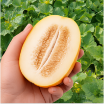 [유통마진X] 성주참외 산지직송 고당도 가정용,