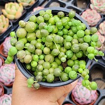 주문폭주 국민다육이 모아보기, 3번- 콩난