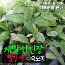 게발선인장 모종 (다육모종) 서울육묘생산 정품모종, 7개